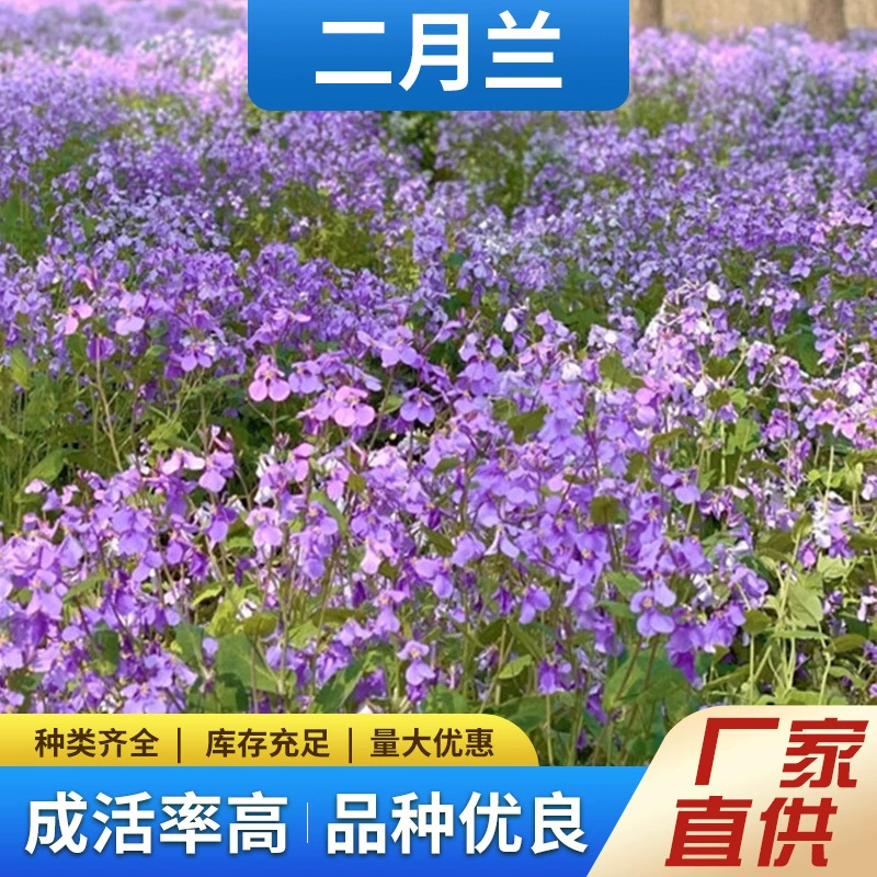 Семена орхидей в феврале легко живут в течение четырех сезонов