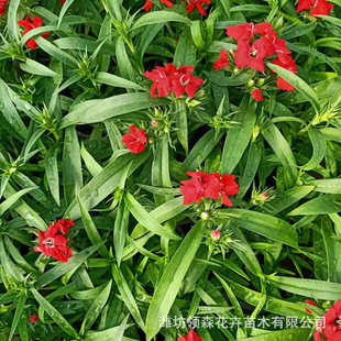 American Dianthus Hybrid Dianthus Grass Flower Wholesale Four Seasons Cold-Resistant Perennial Grass Flower American Dianthus