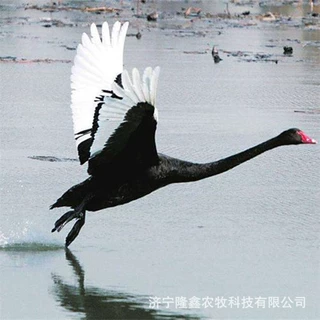 成年观赏黑天鹅活体批发人工养殖黑天鹅水禽观赏鸭黑天鹅苗出售
