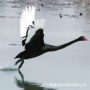 观赏人工养殖活体黑天鹅