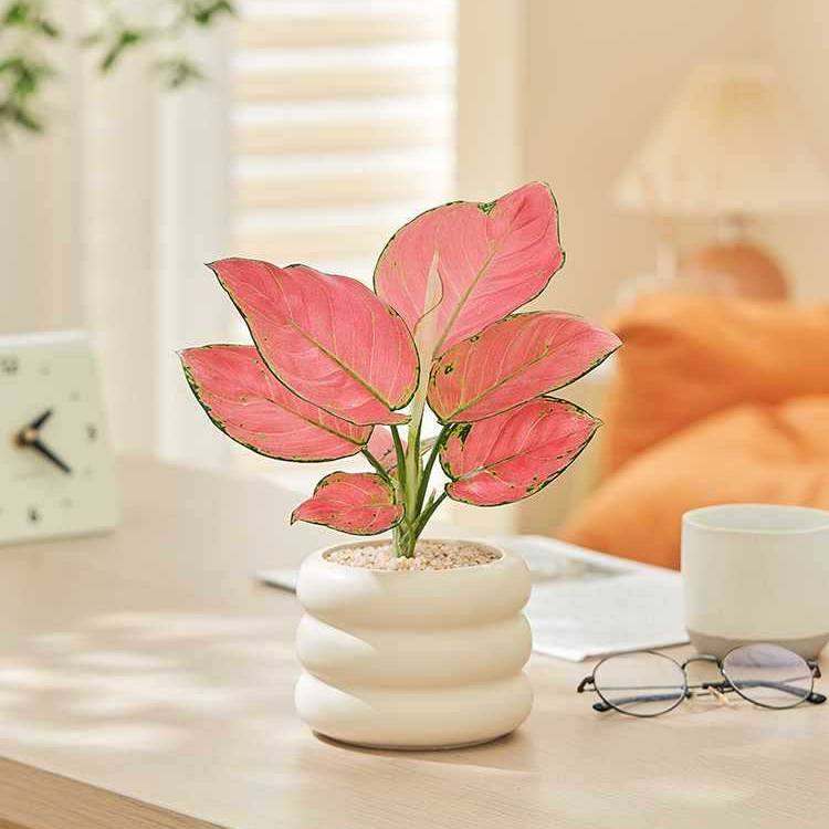 Money Wood Old Pile Money Tree Money Tree Potted Office Desktop Green Plants Florals Easy to Maintain in All Seasons