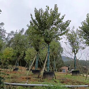 ����� �����G�m�����G�����������l�G������@�ַNֲ