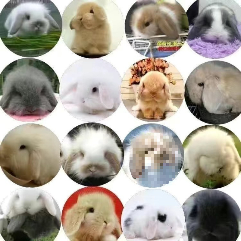 小さなウサギ、生きているノームウサギ、成長しない、ミニプリンセス、オランダ垂れ耳ウサギ、ティーカップウサギ、飼い慣らされたペットウサギ|undefined