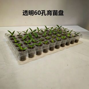 60��͸������Ѩ�P�����m����PǤ�岥�N����P