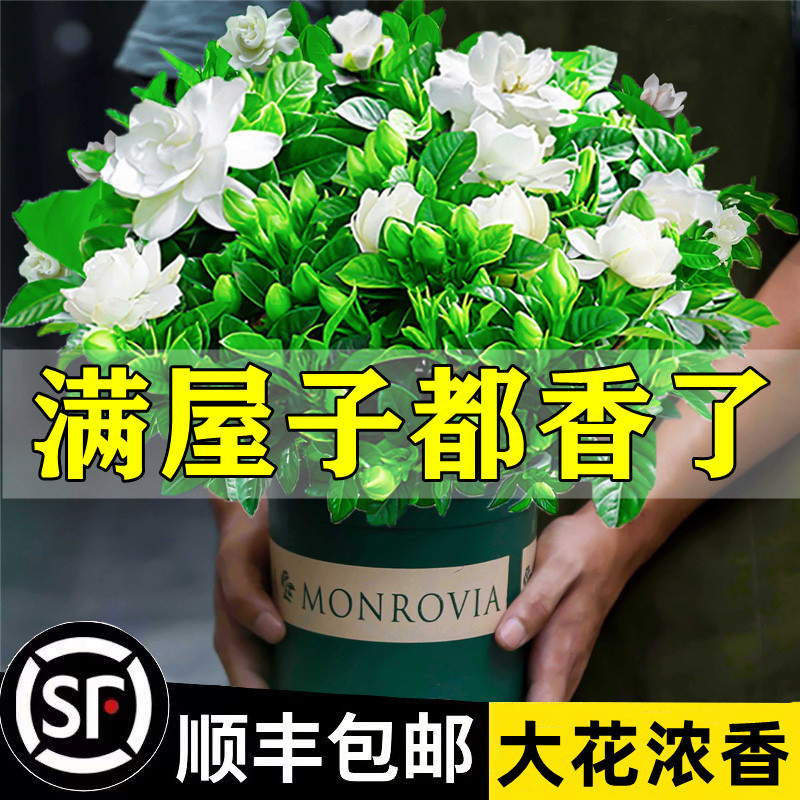 Gardenia Potted Flower Plant Indoor Green Radish Basket Balcony Hydroponic Green Plant Jasmine Is Easy to Grow in All Seasons Jiuli Xiang