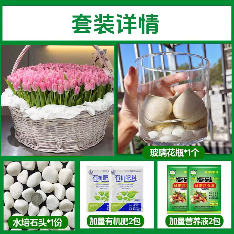 Round bottle hydroponic kit: a5 keler tulip 5 large bulbs + 2 nutrient solutions + 2 fertilizers + glass bottle + stones