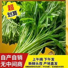 摘发苏北带叶芦蒿藜蒿食用蔬菜保证新鲜切跟当天摘保鲜发