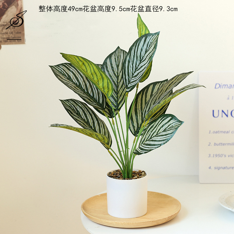 Cúrcuma 225153 planta verde en maceta ☆