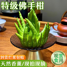 佛手福寿果佛手柑水培插花清香供观赏手玩天然高颜值香薰新鲜现发