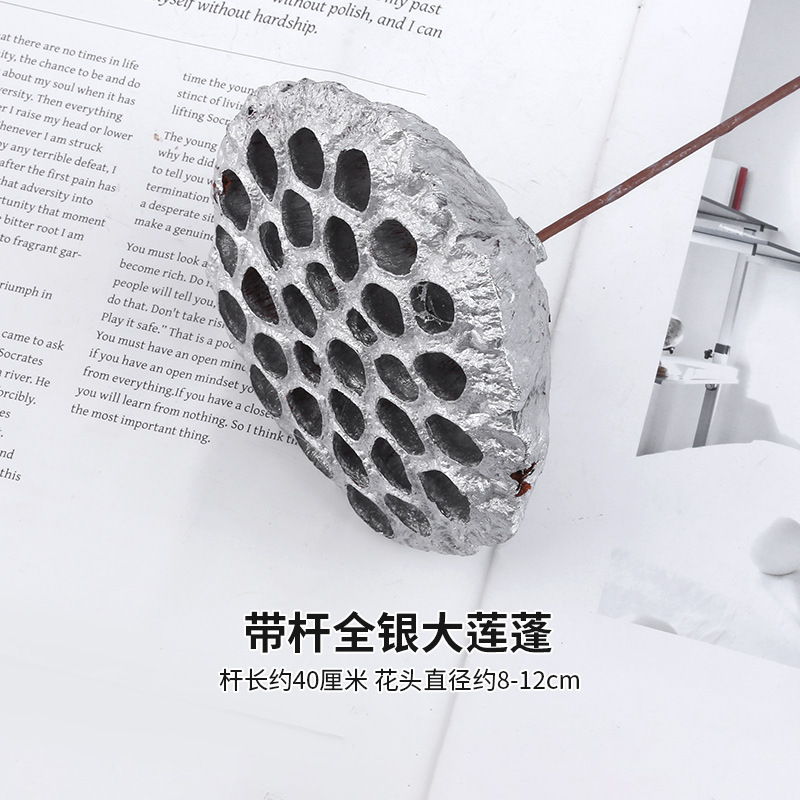 줄기가 있는 올 실버 로터스