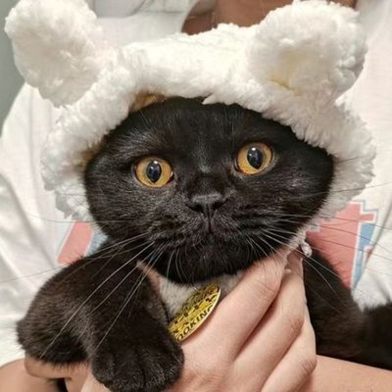 宠物帽子猫咪头套可爱小熊头饰小型犬狗狗青蛙狮子花朵头饰兔耳朵|undefined