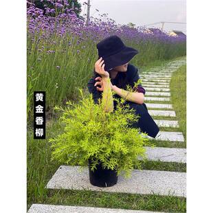 �S���������绨�Rֲ��ͥԺ���@������ľ��ֲ���ļ����S����������