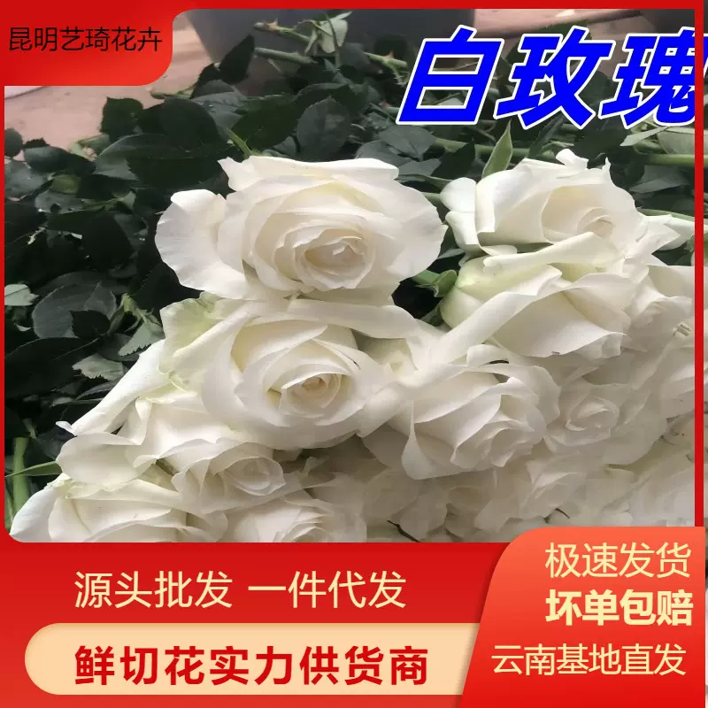 白色玫瑰花鲜花云南直发花店家用情人节母亲节鲜切花批发一件代发
