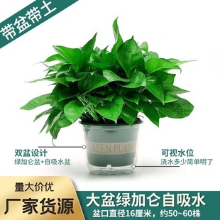 �G�}���~���Ի����҃�����ȩ���@ֲ������՚�ˮ��Gֲ����