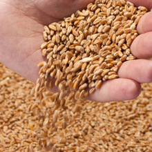 大麦小麦草种子芽苗菜种籽小麦种子麦苗蔬菜水培土种蔬菜种子易种