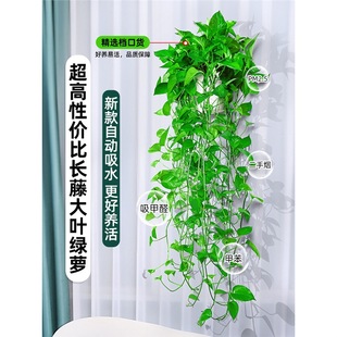 Gj~LپG}҃ȿ͏dȩLGjmˮGֲ