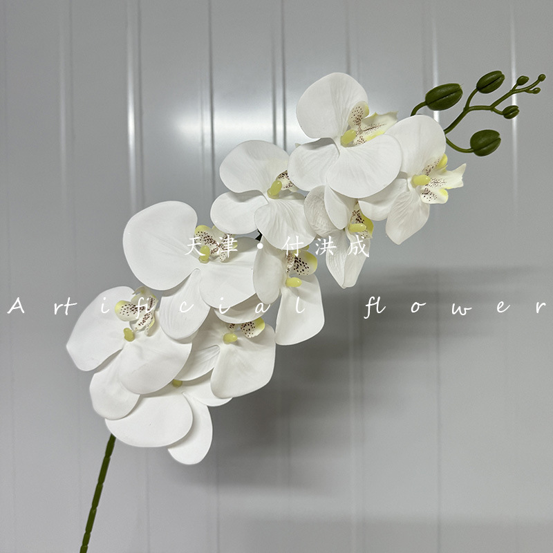 3D 호접란 - 화이트