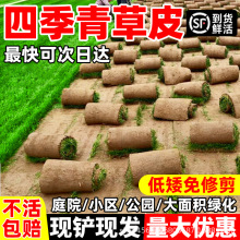 四季青草皮果岭百慕大绿化真草坪带土花园庭院植物带泥土马尼拉草