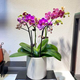 Phalaenopsis Potted Real Flower with Buds Flower Sword Driver Flower Plant Living Room Indoor Green Plant Bonsai Orchid