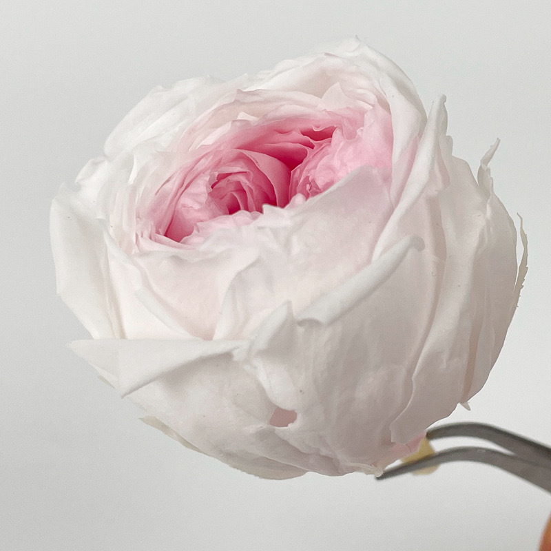 Grado A 4 - 5cm blanco con núcleo de polvo 8 flores / caja