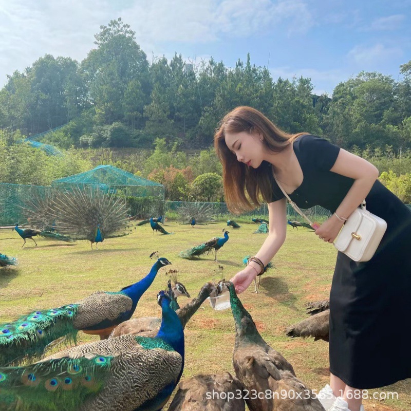 景区园林户外养殖成年观赏蓝孔雀活体大尾巴白孔雀出售孔雀苗批发