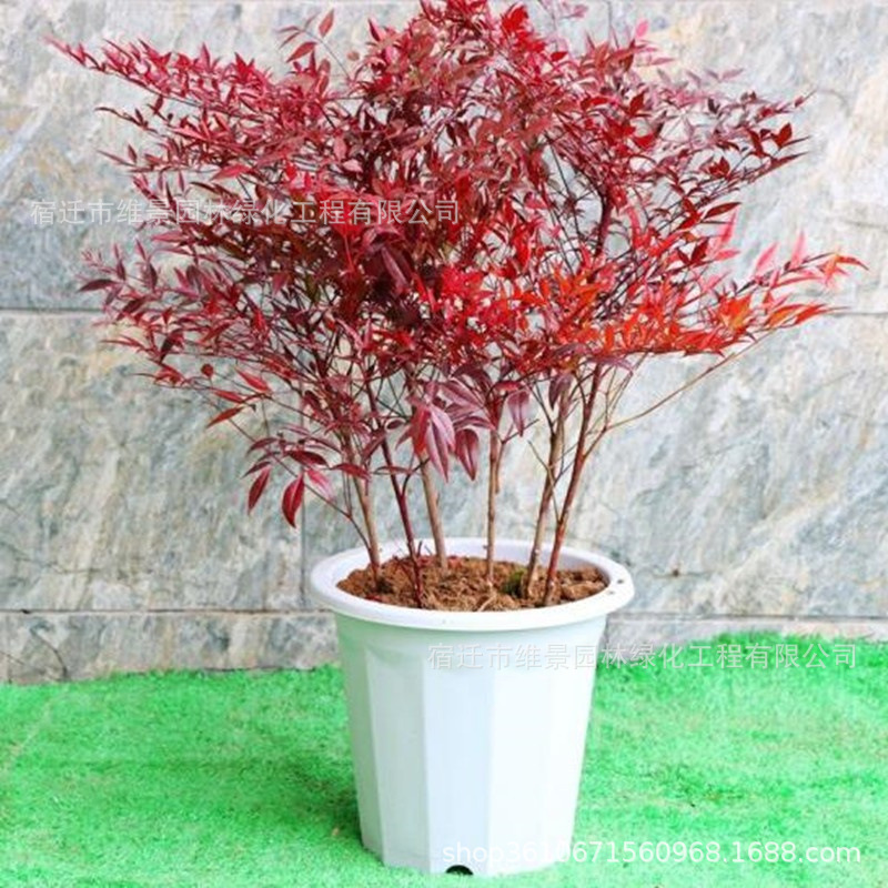 南天竹盆栽盆景绿化苗木室外庭院耐寒植物树苗南天竺红天竹蓝天竹-阿里巴巴