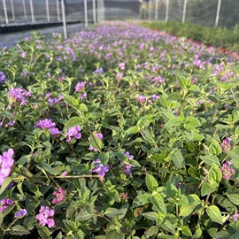 盆栽;一二年生花卉;灌木