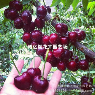 大樱桃车厘子树苗樱桃树苖南方北方四季种植阳台庭院盆栽果树果苗