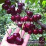 北方南方四季盆栽果苗