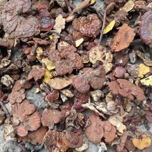 新货高质量灵芝纯野生灵芝批发野生整枝赤灵芝芝菌通货6公分以上