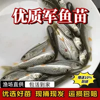 Ф fry ХарИ?