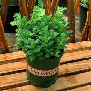 �������Կ�ʳ�����r�����~�������������������҃Ⱥ��Bֲ��