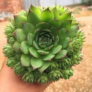 �^��ɏ����ֲ���k���҃Ȼ��ܴ��w���B�����Զ����Ϙ��̨�辰����