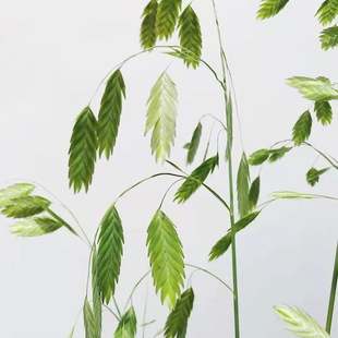 С�β� ����r��С�β��仨�����ɻ������r������ֱ��