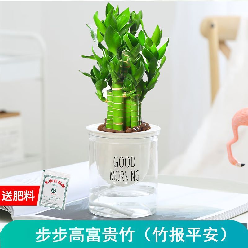 대나무는 평화를 가져온다(행운의 대나무)