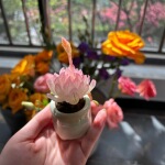 拇指多肉超萌名贵稀有拇指盆迷你盆栽带盆多肉植物盆栽小老桩