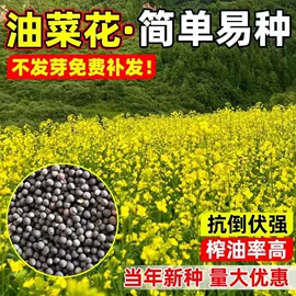 种子;草种子;草坪