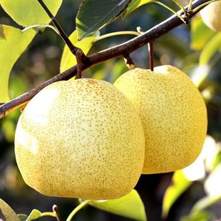 Pear Tree Fruit Seedlings Grafted Seedlings Cuiguan Pear Tree Fengshui Pear Tree Ground Planting Fruit-Bearing Pear Saplings Fruit Tree Fruit Seedlings