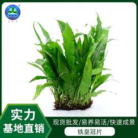 水族鱼缸造景鱼虾躲避藏身活体水草铁皇冠现货批发草场一手货源