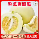 正宗云南郁金香甜瓜9斤整箱新鲜香瓜孕妇水果脆瓜10批发包邮5蜜瓜
