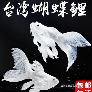 �~�缃�N���~����������ˮ�~�Lβ�\���������B���w���w�߶��^�p