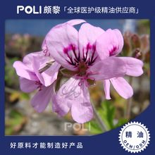 �Ї�õ�����ÿ����� ��Ȼ�η�����ԭ�����l POLI/�H��ֲ�ﾫ��