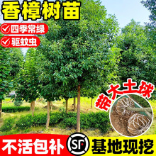 香樟树苗工程行道树绿化四季常青南北方庭院种植小叶龙脑香樟树