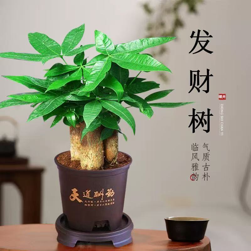Money Tree Small Potted Plant, Large Money Tree, Fortune-Attracting Plant for Indoor Living Room Desktop Bonsai Decoration, Easy to Care for All Seasons