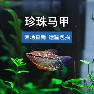 �O��ֱ�l3-4cm�S�������R���~�z���~�Ꭷ�~�^�p�~���l�����~��ˮ