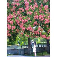 �������Sɽ�����ͥԺ�G����ľ�е������ͺ��L����ռ�ز��wС��