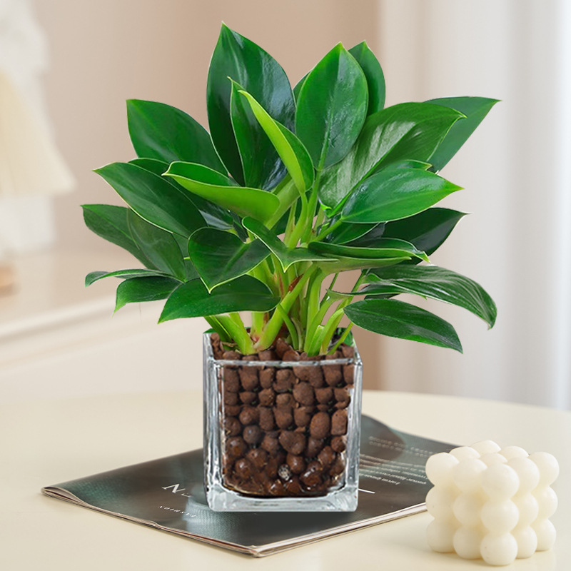 [수경재배모델] 골든다이아몬드 20cm 3그루(사각형 실린더+세람사이트) + 영양액