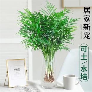 Pocket Coconut Hydroponic Green Plant, Rich Phoenix Tail Bamboo Leafy Potted Plant, Living Room, Office Desktop, Easy to Maintain in All Seasons