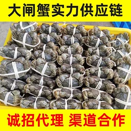 大闸蟹