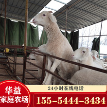 銷售小尾寒羊 公羊價格 波爾山羊懷胎活體 小尾寒羊出肉率高